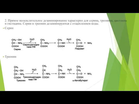 2. Прямое неокислительное дезаминирование характерно для серина, треонина, цистеина и гистидина. Серин