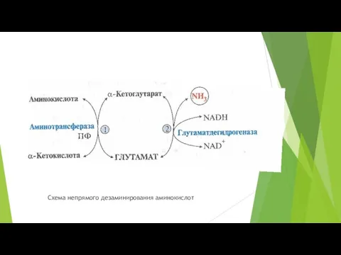 Схема непрямого дезаминирования аминокислот