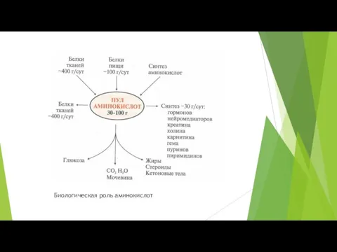 Биологическая роль аминокислот