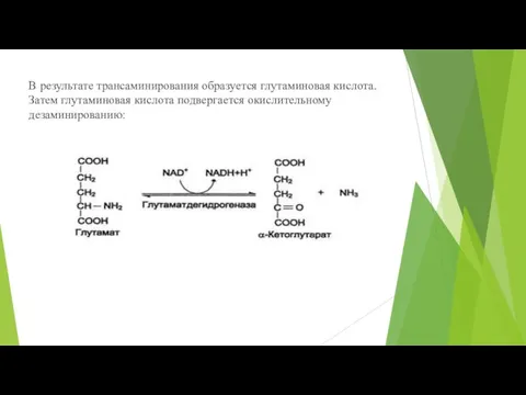 В результате трансаминирования образуется глутаминовая кислота. Затем глутаминовая кислота подвергается окислительному дезаминированию: