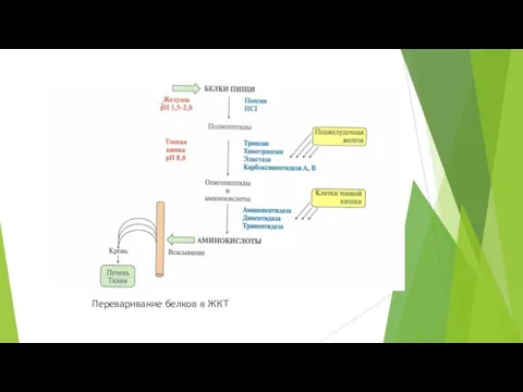 Переваривание белков в ЖКТ