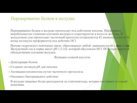 Переваривание белков в желудке. Переваривание белков в желудке происходит под действием пепсина.