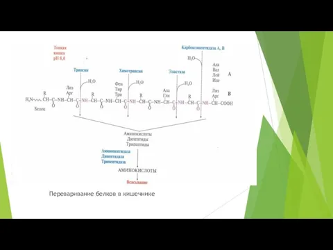 Переваривание белков в кишечнике