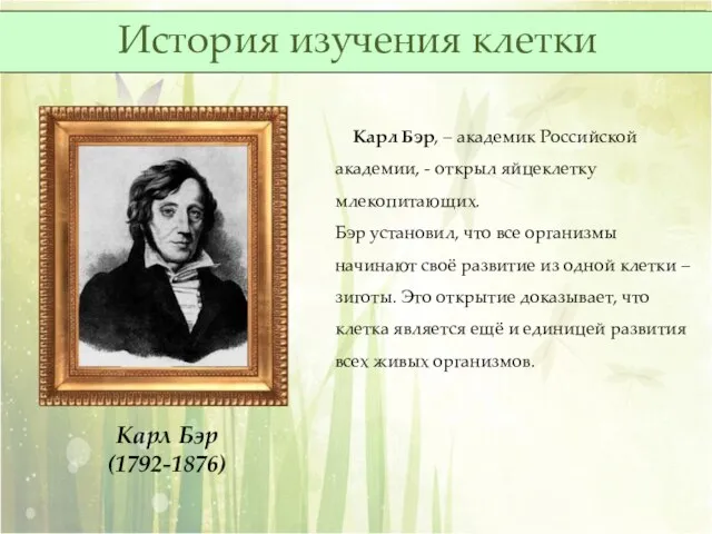 Карл Бэр, – академик Российской академии, - открыл яйцеклетку млекопитающих. Бэр установил,