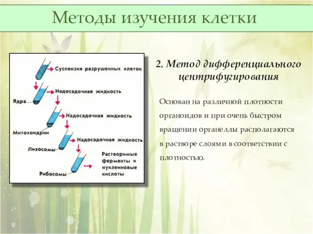 2. Метод дифференциального центрифугирования Основан на различной плотности органоидов и при очень