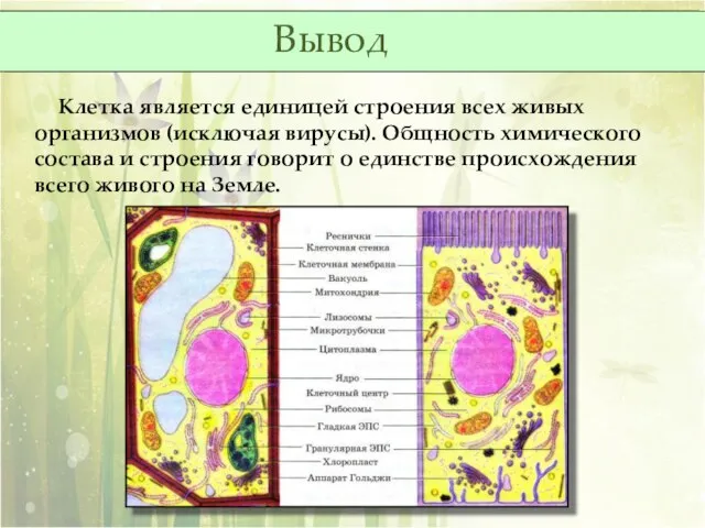 Клетка является единицей строения всех живых организмов (исключая вирусы). Общность химического состава