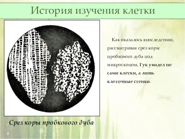 Срез коры пробкового дуба Как оказалось впоследствии, рассматривая срез коры пробкового дуба