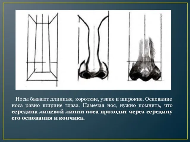 Носы бывают длинные, короткие, узкие и широкие. Ос­нование носа равно ширине глаза.