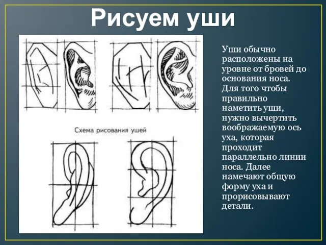 Рисуем уши Уши обычно расположены на уровне от бровей до основания носа.