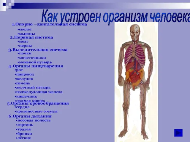 Как устроен организм человека. скелет мышцы 1.Опорно –двигательная система 2.Нервная система мозг