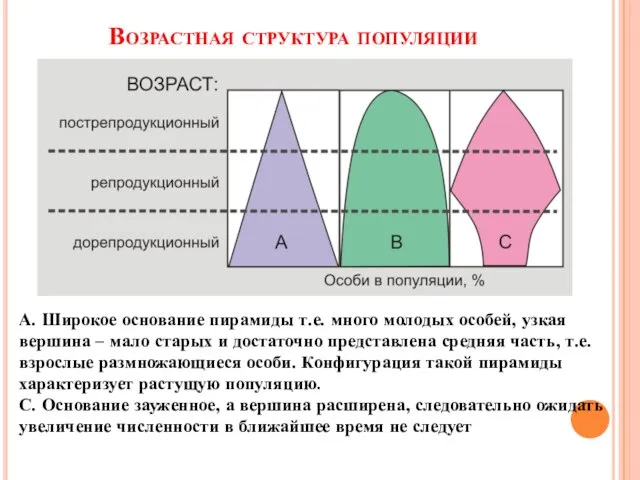 Возрастная структура популяции А. Широкое основание пирамиды т.е. много молодых особей, узкая