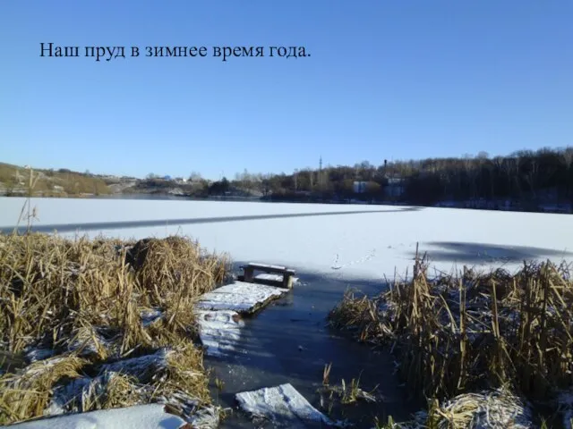 Наш пруд в зимнее время года.