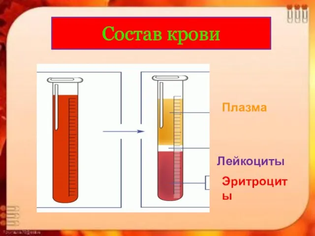 Состав крови Плазма Лейкоциты Эритроциты