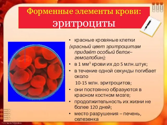 Форменные элементы крови: эритроциты красные кровяные клетки (красный цвет эритроцитам придаёт особый