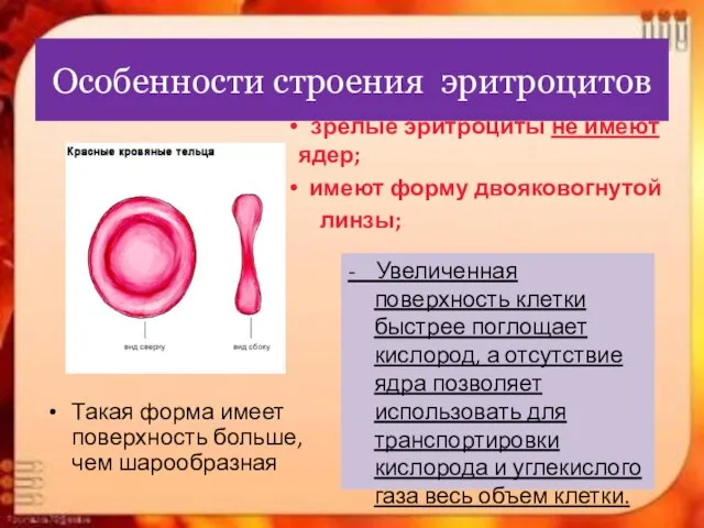 Особенности строения эритроцитов Такая форма имеет поверхность больше, чем шарообразная зрелые эритроциты