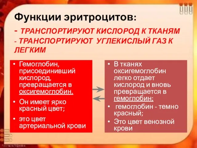 Функции эритроцитов: - ТРАНСПОРТИРУЮТ КИСЛОРОД К ТКАНЯМ - ТРАНСПОРТИРУЮТ УГЛЕКИСЛЫЙ ГАЗ К