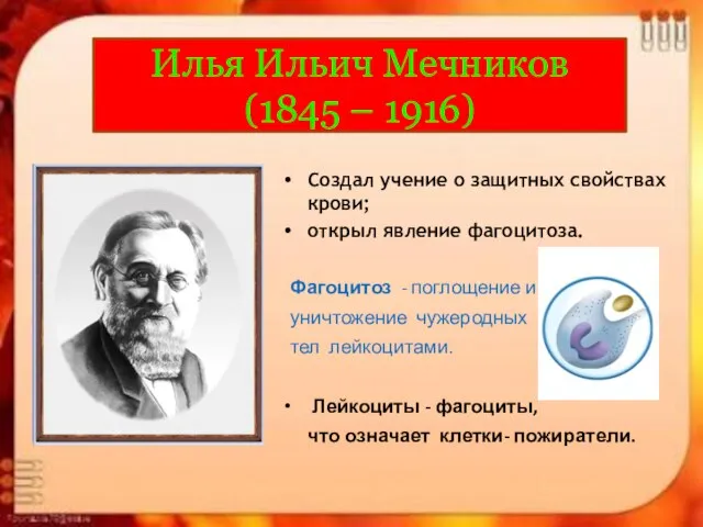 Илья Ильич Мечников (1845 – 1916) Создал учение о защитных свойствах крови;