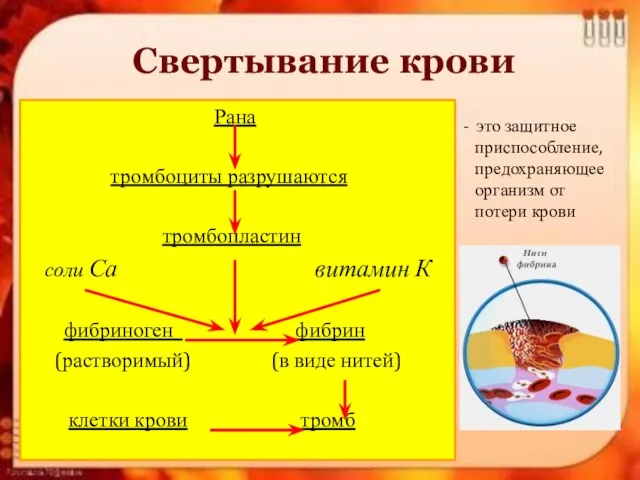 Свертывание крови Рана тромбоциты разрушаются тромбопластин соли Са витамин К фибриноген фибрин