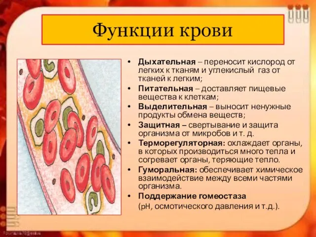 Функции крови Дыхательная – переносит кислород от легких к тканям и углекислый