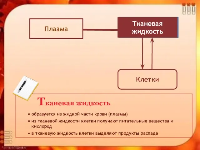 Тканевая жидкость образуется из жидкой части крови (плазмы) из тканевой жидкости клетки