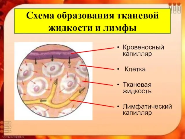 Схема образования тканевой жидкости и лимфы Кровеносный капилляр Клетка Тканевая жидкость Лимфатический капилляр