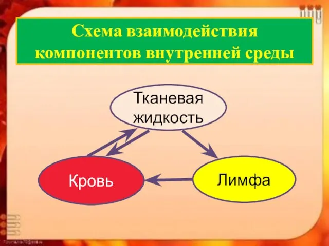 Схема взаимодействия компонентов внутренней среды Тканевая жидкость Кровь Лимфа