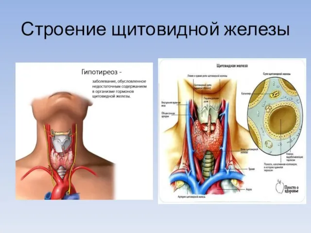 Строение щитовидной железы