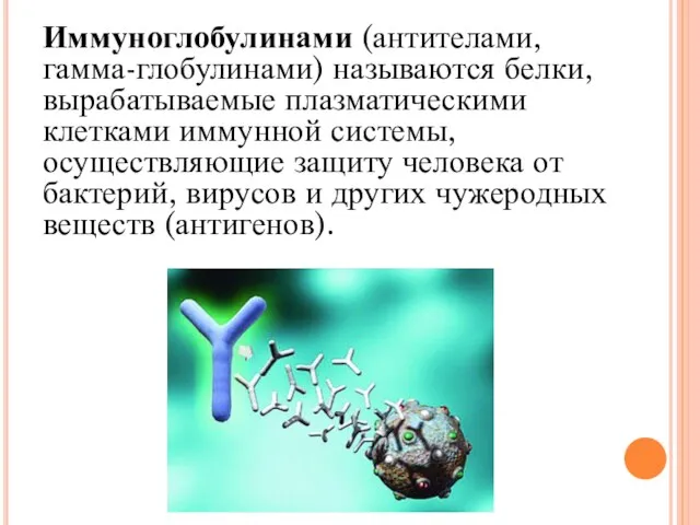 Иммуноглобулинами (антителами, гамма-глобулинами) называются белки, вырабатываемые плазматическими клетками иммунной системы, осуществляющие защиту