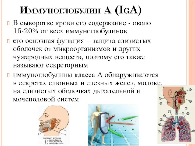 Иммуноглобулин А (IgA) В сыворотке крови его содержание - около 15-20% от