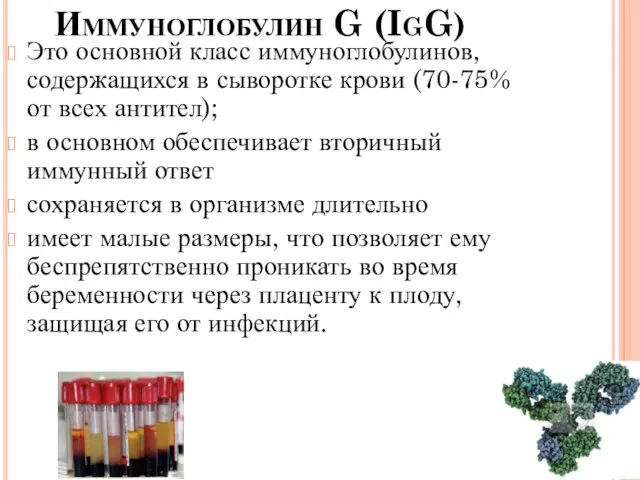 Иммуноглобулин G (IgG) Это основной класс иммуноглобулинов, содержащихся в сыворотке крови (70-75%