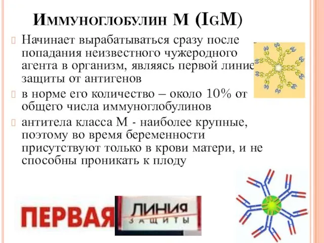 Иммуноглобулин М (IgM) Начинает вырабатываться сразу после попадания неизвестного чужеродного агента в