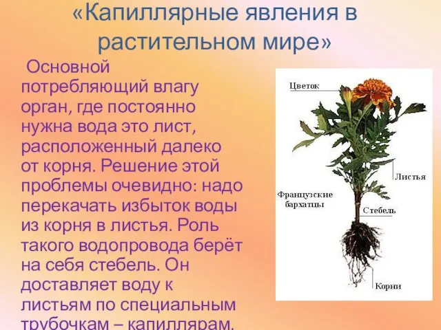 «Капиллярные явления в растительном мире» Основной потребляющий влагу орган, где постоянно нужна