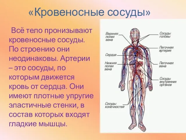 «Кровеносные сосуды» Всё тело пронизывают кровеносные сосуды. По строению они неодинаковы. Артерии