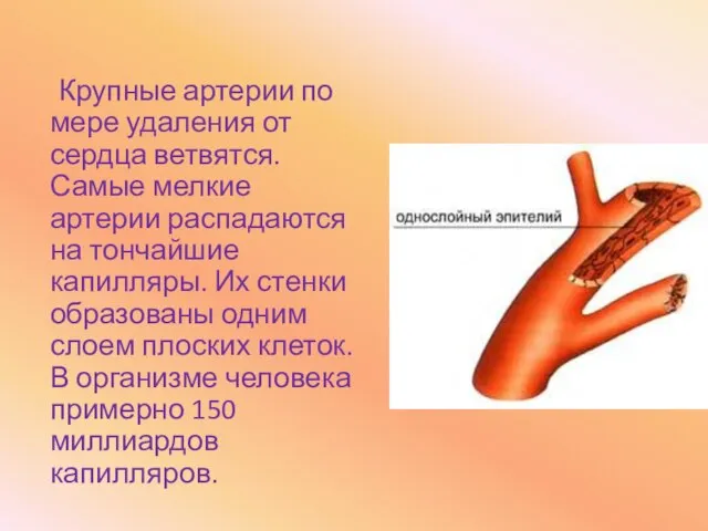 Крупные артерии по мере удаления от сердца ветвятся. Самые мелкие артерии распадаются