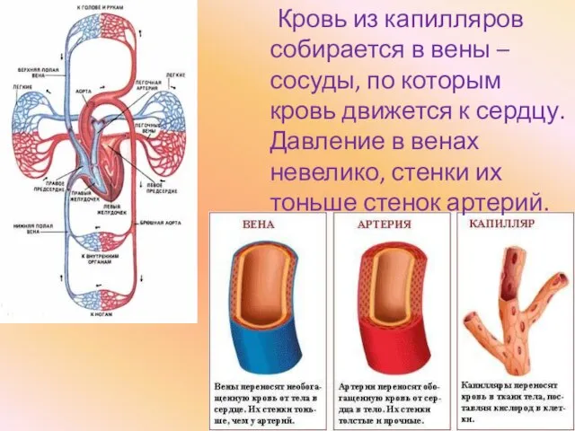 Кровь из капилляров собирается в вены – сосуды, по которым кровь движется