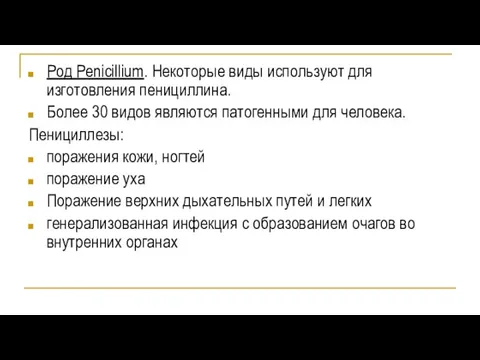 Род Penicillium. Некоторые виды используют для изготовления пенициллина. Более 30 видов являются