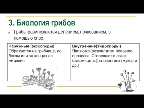 3. Биология грибов Грибы размножаются делением, почкованием, с помощью спор