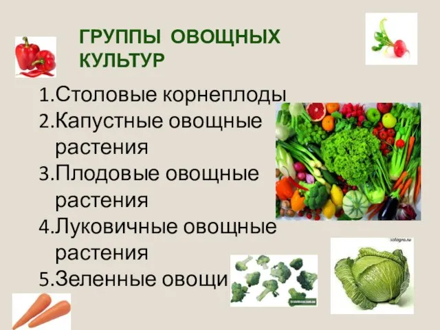 ГРУППЫ ОВОЩНЫХ КУЛЬТУР Столовые корнеплоды Капустные овощные растения Плодовые овощные растения Луковичные овощные растения Зеленные овощи