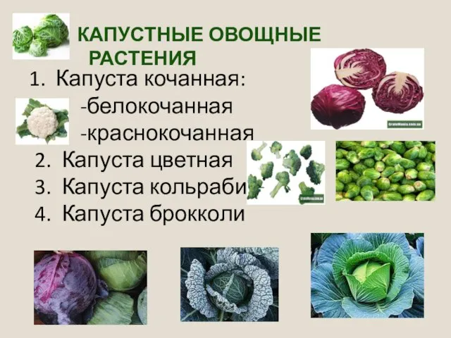 КАПУСТНЫЕ ОВОЩНЫЕ РАСТЕНИЯ Капуста кочанная: -белокочанная -краснокочанная 2. Капуста цветная 3. Капуста кольраби 4. Капуста брокколи