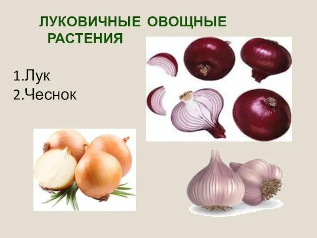 ЛУКОВИЧНЫЕ ОВОЩНЫЕ РАСТЕНИЯ Лук Чеснок