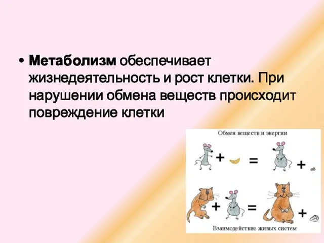 Метаболизм обеспечивает жизнедеятельность и рост клетки. При нарушении обмена веществ происходит повреждение клетки