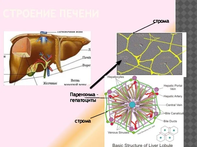 СТРОЕНИЕ ПЕЧЕНИ Паренхима – гепатоциты строма строма