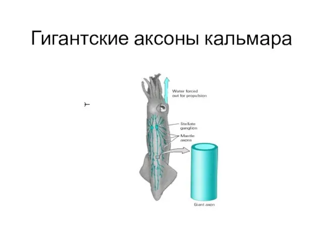 Гигантские аксоны кальмара