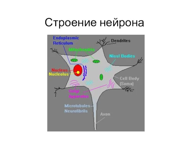 Строение нейрона