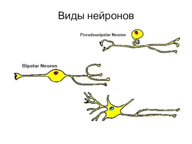 Виды нейронов