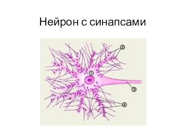 Нейрон с синапсами