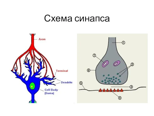 Схема синапса