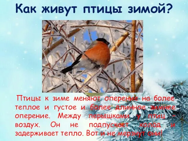 Как живут птицы зимой? Птицы к зиме меняют оперение на более теплое