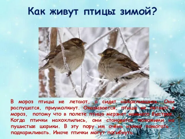 Как живут птицы зимой? В мороз птицы не летают, а сидят нахохлившись.