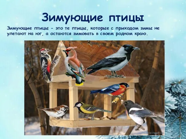 Зимующие птицы Зимующие птицы - это те птицы, которые с приходом зимы